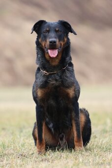 Beauceron s PP - 4