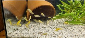 Labidochromis Caeruleus Yellow - 4