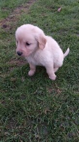 Šteniatka labrador a kríženec zlatý retriever - 4