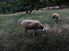 Berichon du cher  x  texel - 4