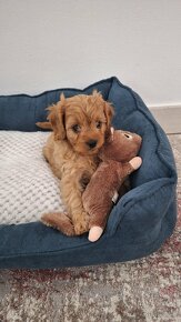 Cavapoo - 4