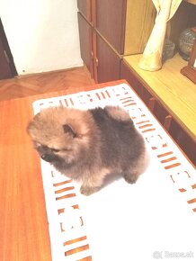 Pomeranian - 4