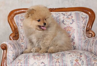 Pomeranian - 4