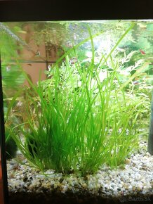 Vallisneria spiralis - 4