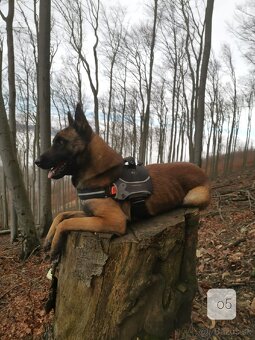 Belgický ovčiak Malinois - 4