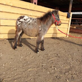 Mini shetland pony JOHAN - 4