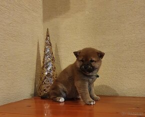 Shiba inu - 4