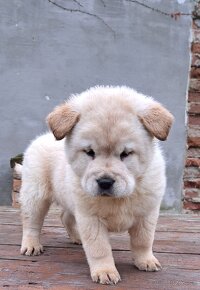 Cau cau, chow chow vianocny darcek - 4