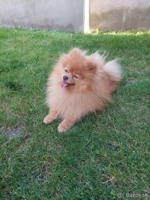 Pomeranian psik - 4