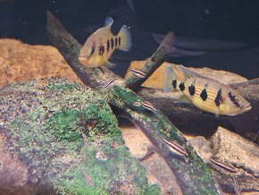 Cichlidy Hemichromis elongatus Minna Niger F1 - 4