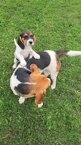 Beagle, Bigl, Bigel-steniatko, fenka - 4