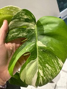 Monstera Albo Variegata - 4