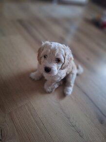 Maltipoo - 4