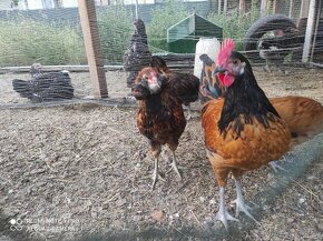 Usa hodvabnicka, araucana divokosfarbena , araucana levanduľ - 4