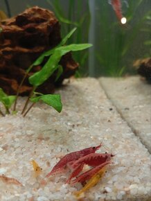 Krevetky Neocaridina 0,70€ - 4