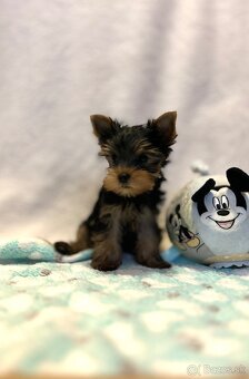 Yorkshire terrier, mini york, jorkšírsky teriér - 4