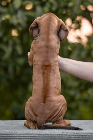 Rhodesian ridgeback šteniatka s PP - 4