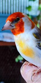 Stehlík pestrý - veľký sibírsky (Carduelis c. major) - 4