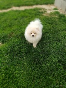 Pomeranian - 4