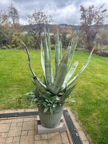 Agáva americká (Agave americana) - výška 150 cm - 4