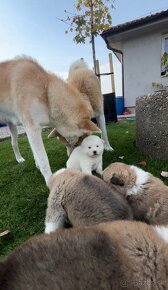 Akita inu šteniatka - 4