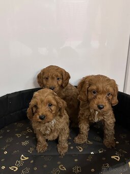 Cavapoo, cavalier,pudel - 4