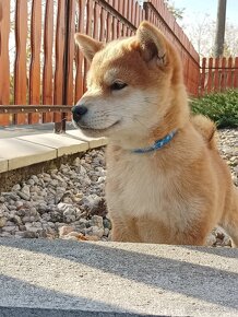 Shiba inu psík s PP - 4