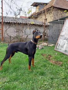 DOBERMAN NA KRYTIE - 4