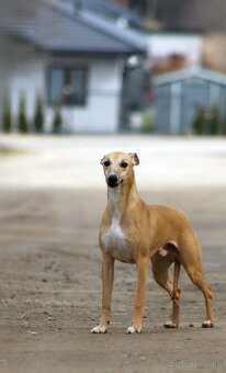 Whippet Male - 4