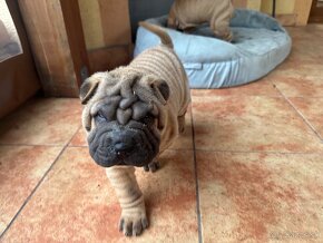 Šteniatka sharpei, sarpej, Shar-pei - 4