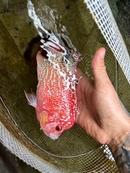 Flowerhorn King Kamfa Golden Basse Fader samica - 4