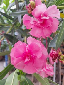 Oleander - 4