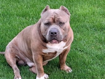 American Bully krytie - 4