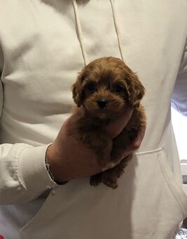 Mini cavapoo not maltipoo - 4