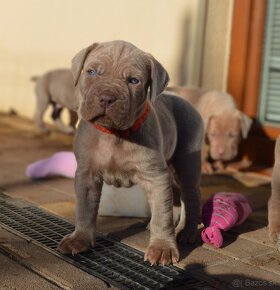 Americký Bandog - 4