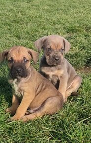 Cane Corso s PP - 4