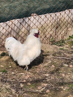 Predám kohúta Ayam Cemani, kohúta Hodvábničky - 4