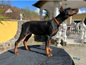 DOBERMAN FENKA S FCI P.P - 4