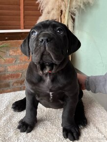 Cane Corso - 4