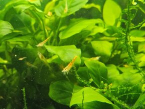 Krevetky neocaridina zig zag - 4