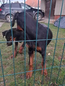 Šťeniatka Doberman - 4