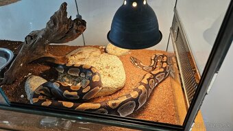 Python Regius - terarium + had - 4