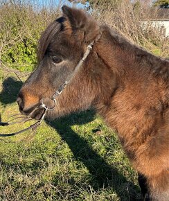 Pony kobylka pre deti - 4