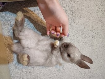 Zakrslý zajačik s LO uškami- IHNEĎ K ODBERU - 4