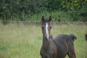 Welsh pony sekce B - 4