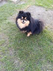 Pomeranian fenka - 4