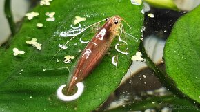 Krevetky Caridina Multidentata (Amano, Japonica) - 4