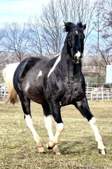 APH APHA PAINT HORSE ŽREBEC pripúšťanie - 4