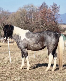 APH APHA PAINT HORSE ŽREBEC pripúšťanie - 4