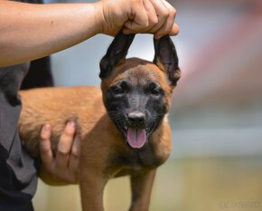 Belgický ovčiak Malinois s PP - IHNEĎ k odberu - 4